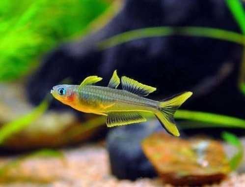 Modrook słoneczny (Pseudomugil furcatus) WYSYŁKA AKWAWIN