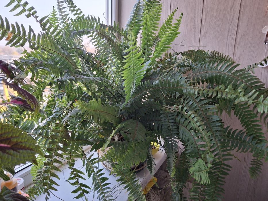 Комнатное растение цветок папоротник