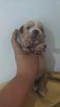 Animais pá adocao