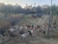Perus de campo machos e femeas