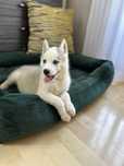 Suczka rasy Siberian Husky