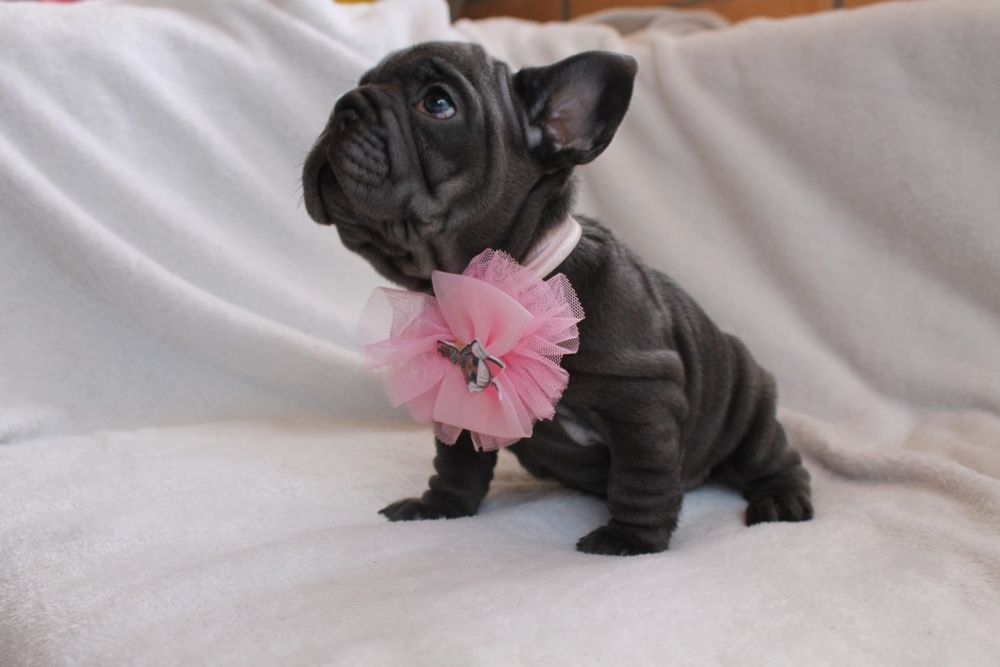 Красуня голуба Біг роп