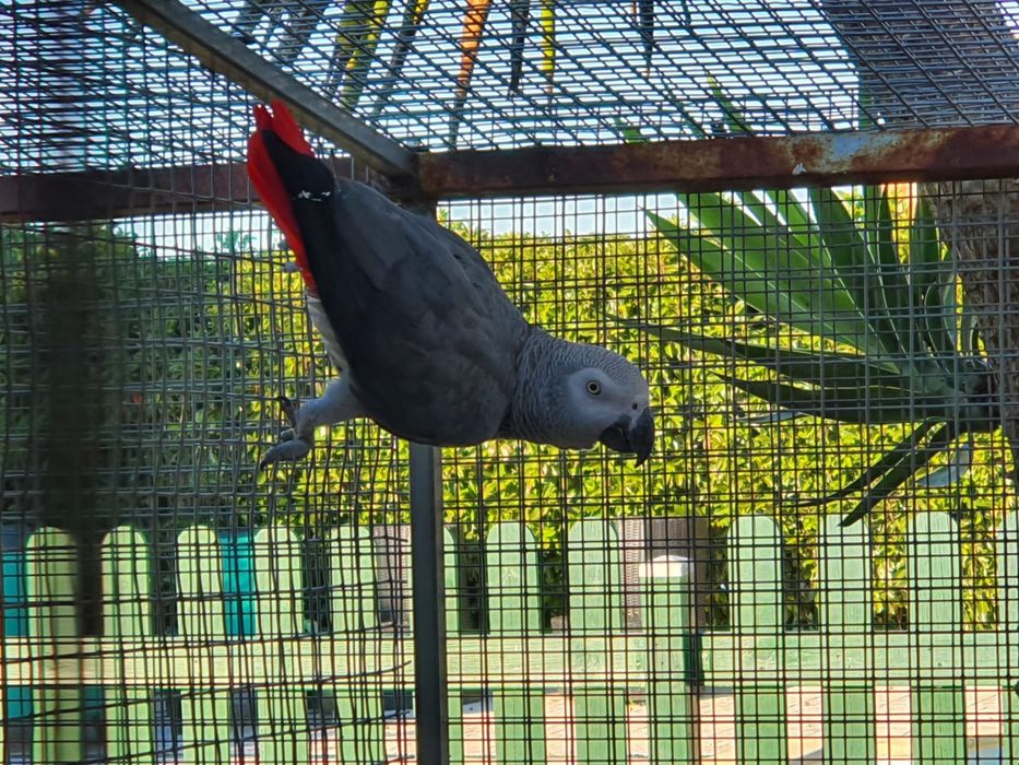 Casal  reprodutor papagaios  cinzentos