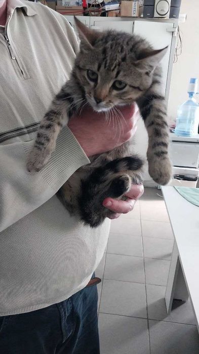 Одам в хорошие руки котят