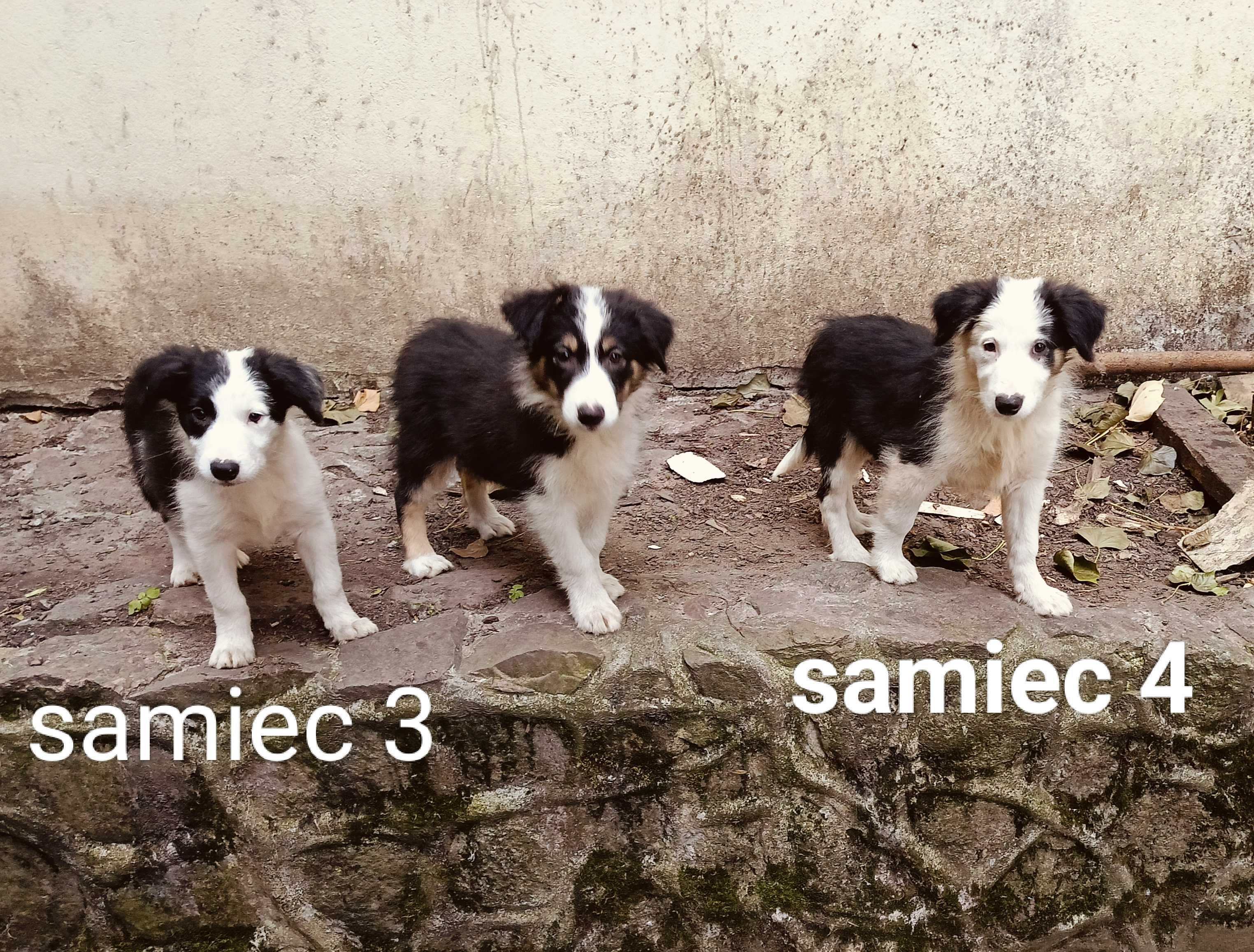 Border collie samiec