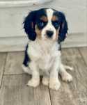 Cavalier king charles spaniel/ sunia