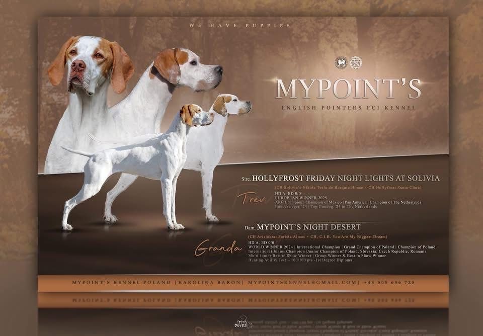 Pointer (wyżeł angielski) ZKwP (FCI) – suczka gotowa do odbioru