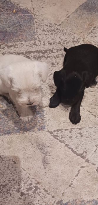 Sczeniak rasy sznucer miniatura szuka nowego domu