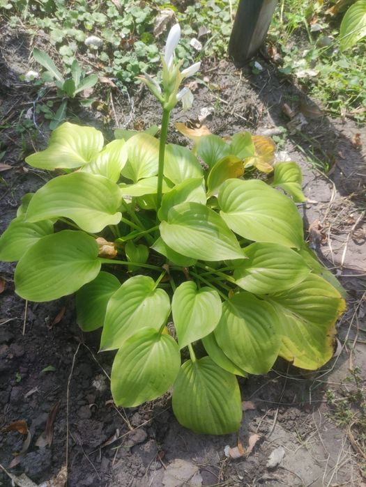 Обмен цветов,хмель