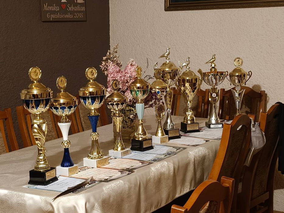 Sprzedam gołębie pocztowe