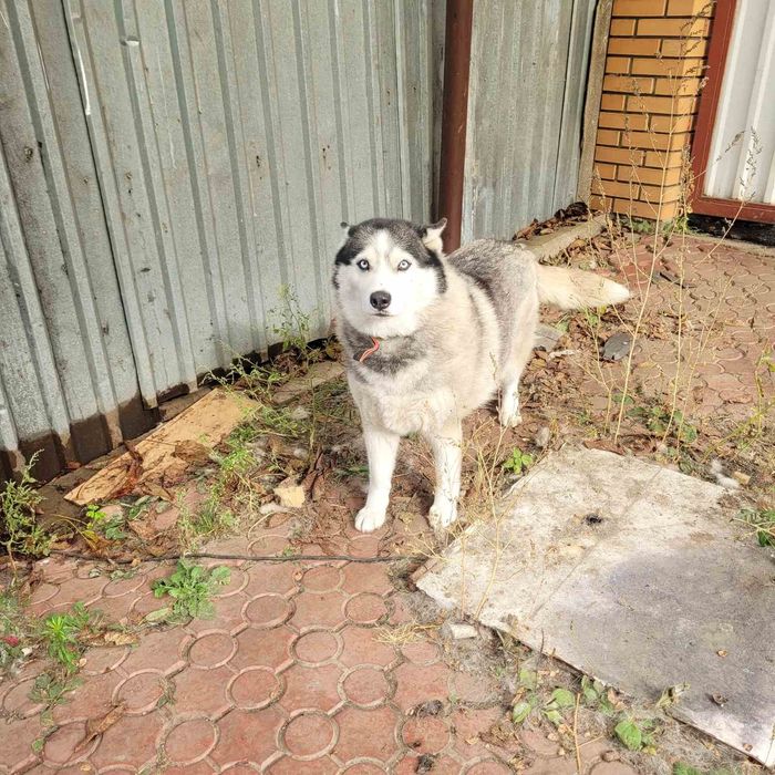 Дівчинка хаскі шукає родину