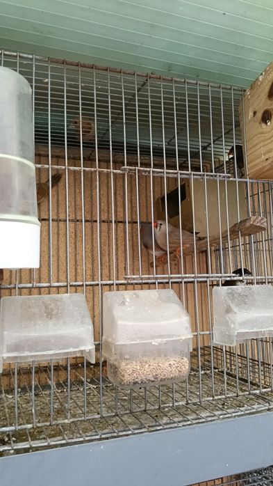 Canários,mandarins,bengalins, codornizes gigantes