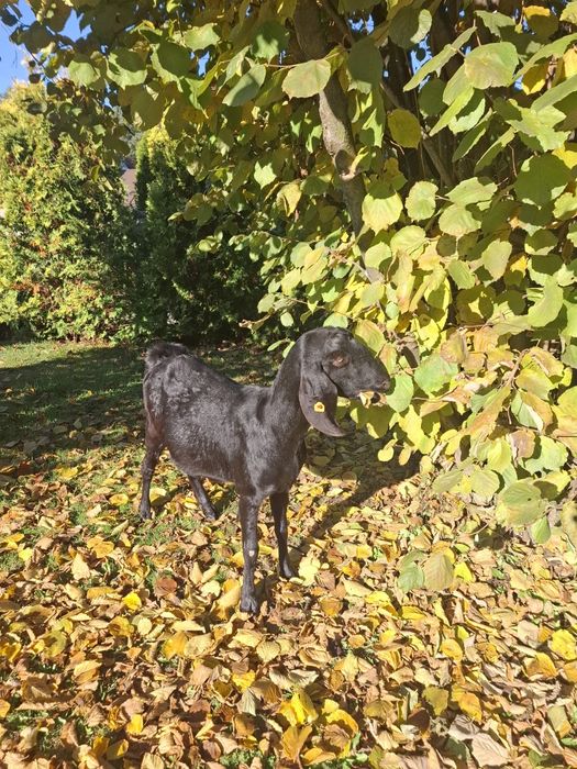 Koza anglonubijska  z 2022r