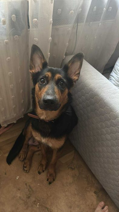 Sunia owczarek za darmo