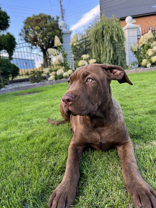 Suczka rasy Bandog (nie cane corso, amstaff)