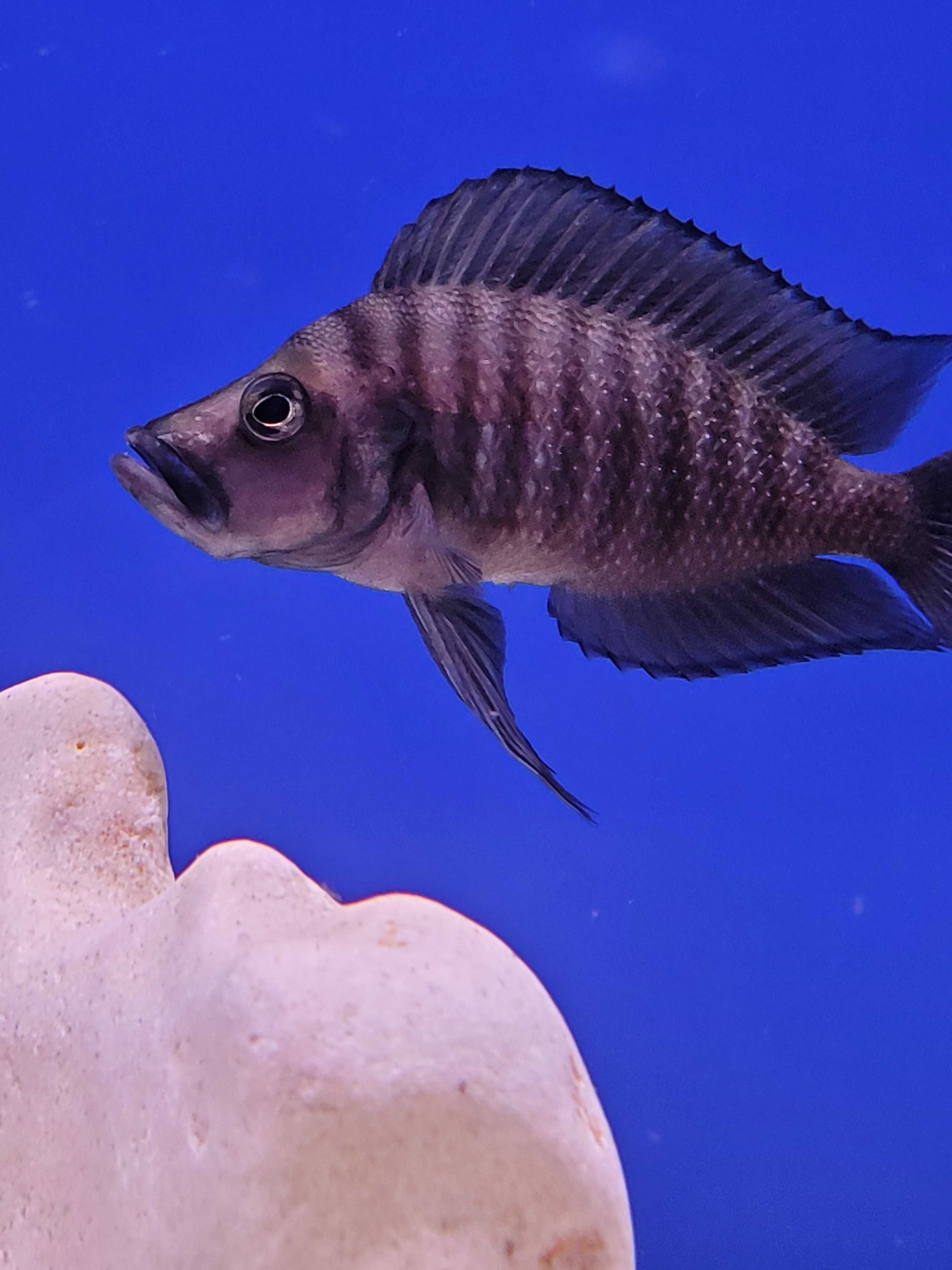 Rybki dorosłe Altolamprologus Compre. Black Widow F1 ,,Tanganika koło'