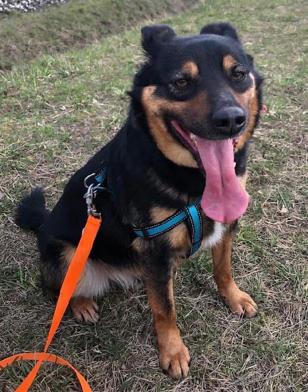 Radar do adopcji