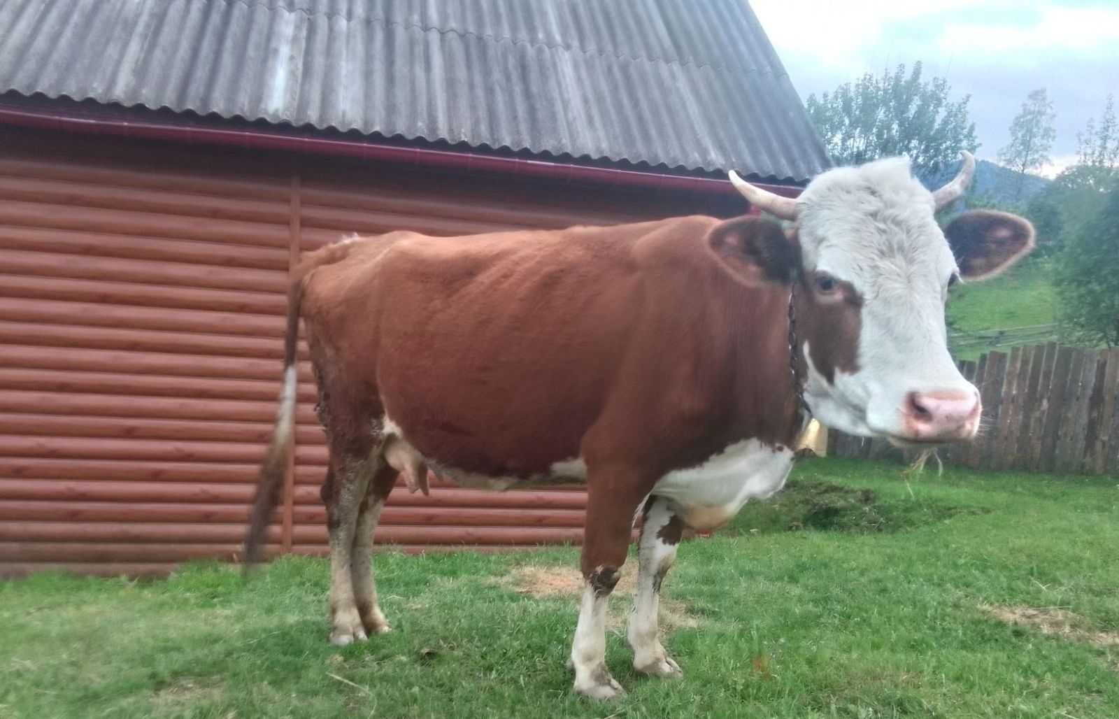 Продам 3 корови на вибір.