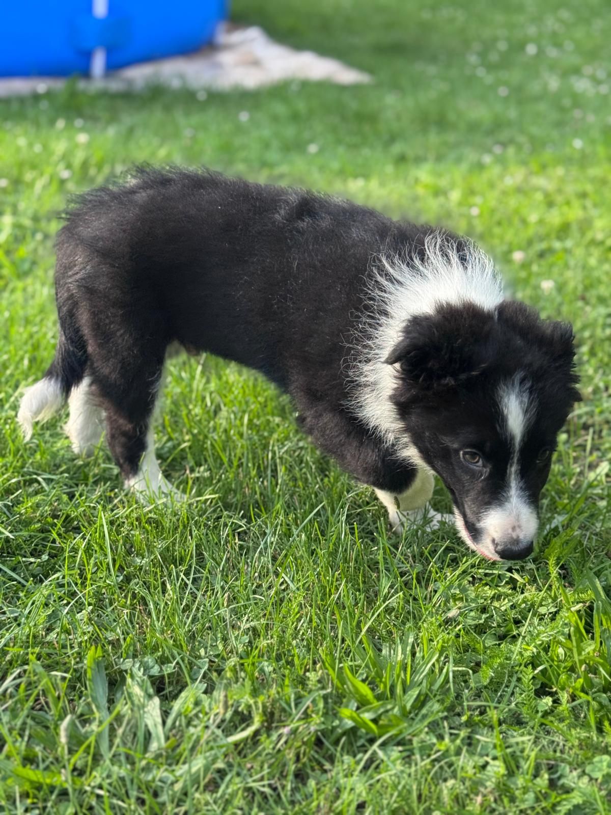 Piesek Border Collie