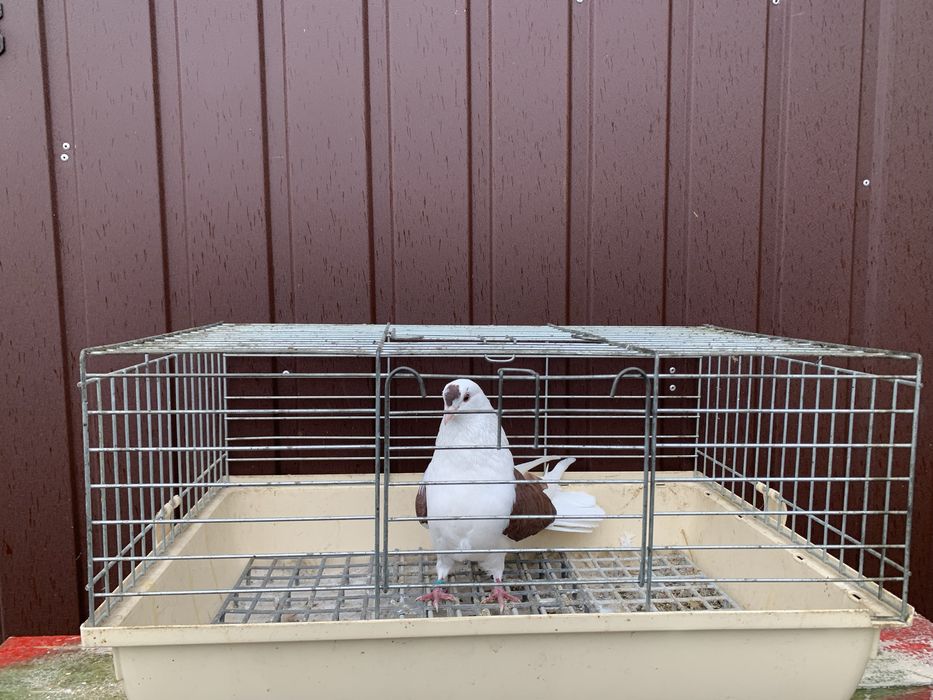 Orlik,orliki lubelskie czerwone boki -samice