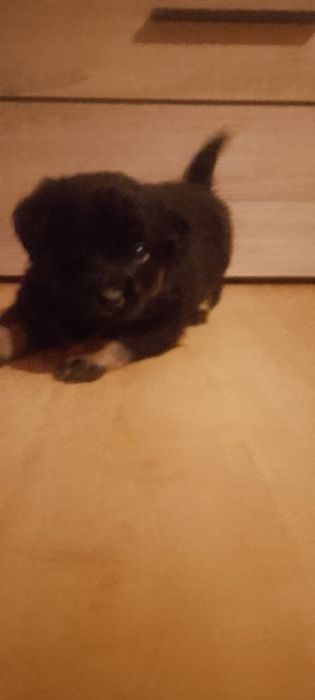 Szczeniaczek do oddania