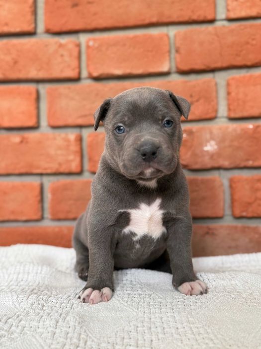 American Bully XL