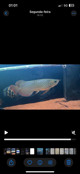 Arowana super red 35cm
