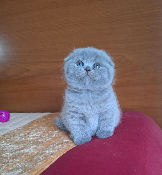 Fêmea scottish fold azul