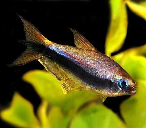 PROMOCJA Piękna kolorowa rybka ryba Tetra Cesarska, Błyszczyk Cesarski