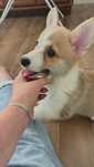 Welsh Corgi Pembroke FCI