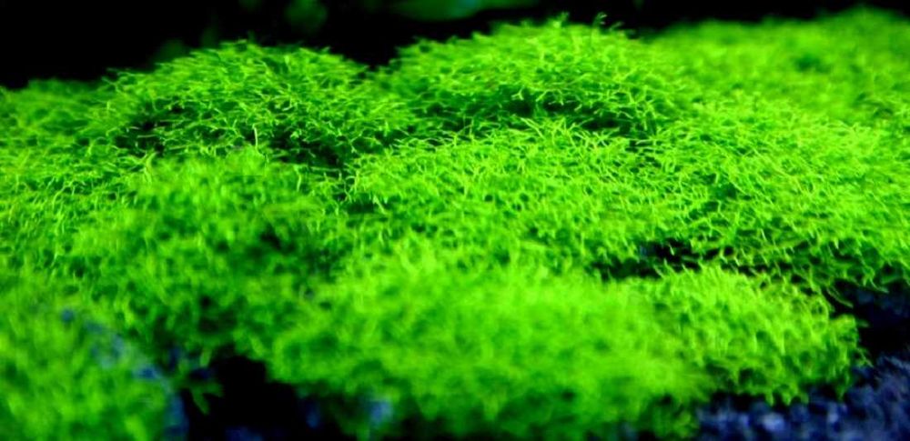 Wgłębka wodna - Mech Riccia fluitans.