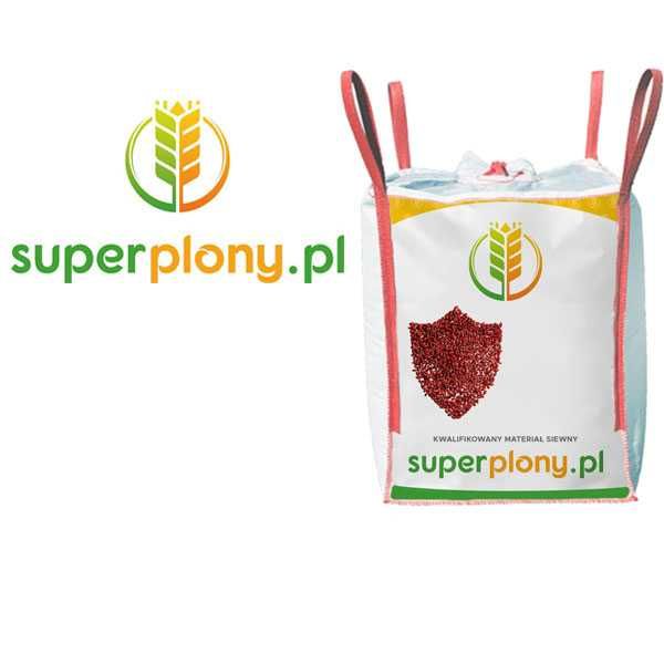 Pszenica ozima SU Banatus C1 BB 500kg Wysyłka cała Polska Promo