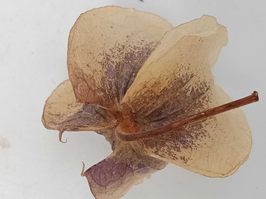 Nikandra miechunkowa egzotyczna roślina na komary i inne szkodniki