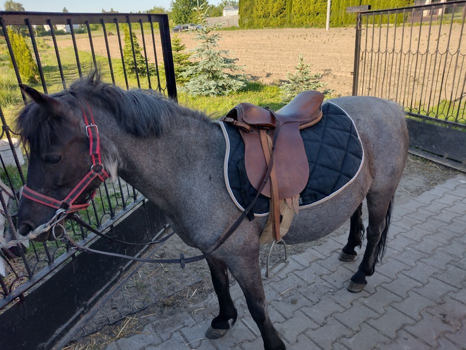 Siodło kompletne  skórzane dla kucyka 15"