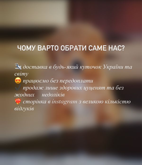 Цуценята Мальтіпу з бебі-фейс