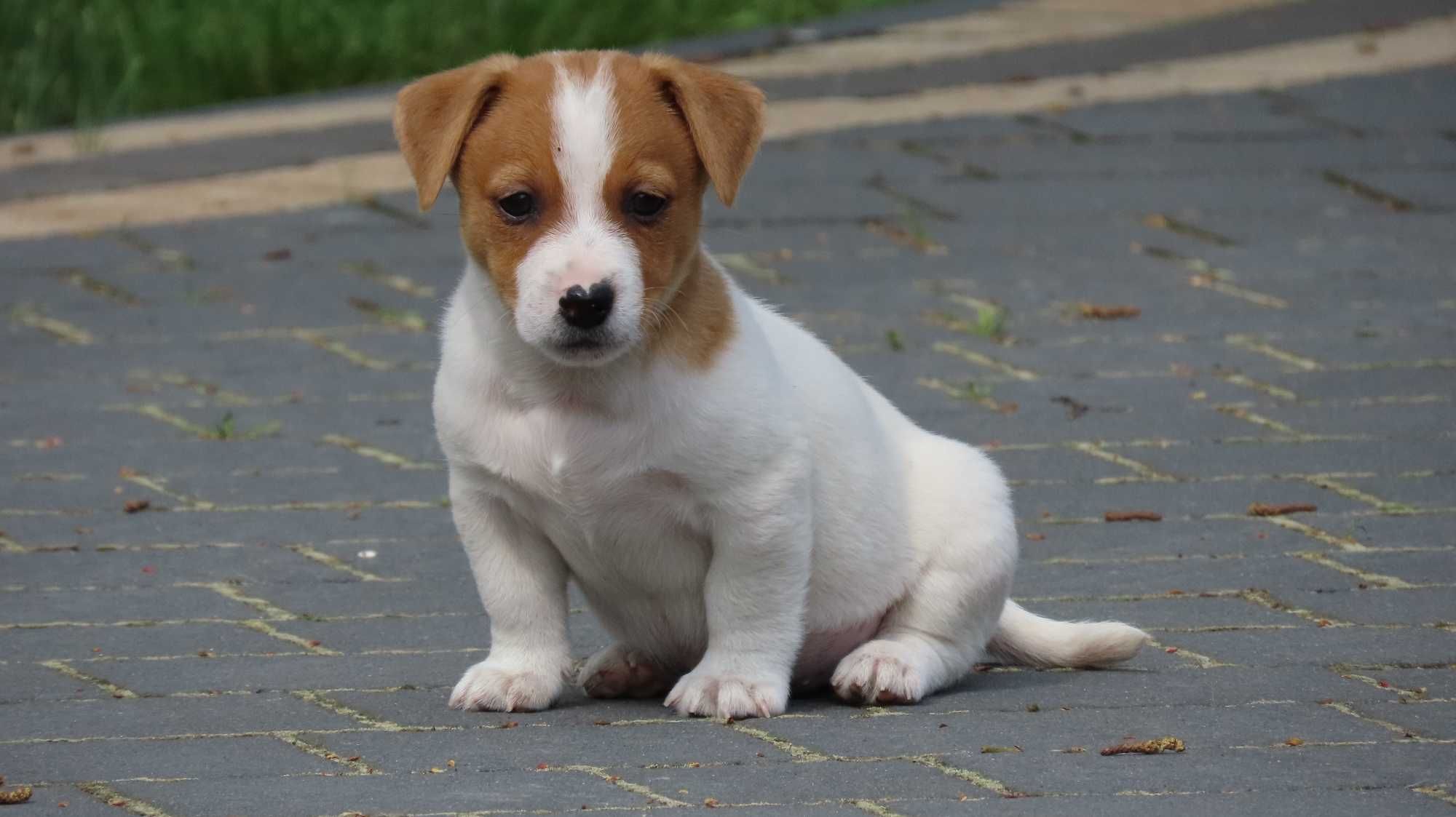 PIESEK Jack Russell Terrier z hodowli BREFIO/ badania genetyczne