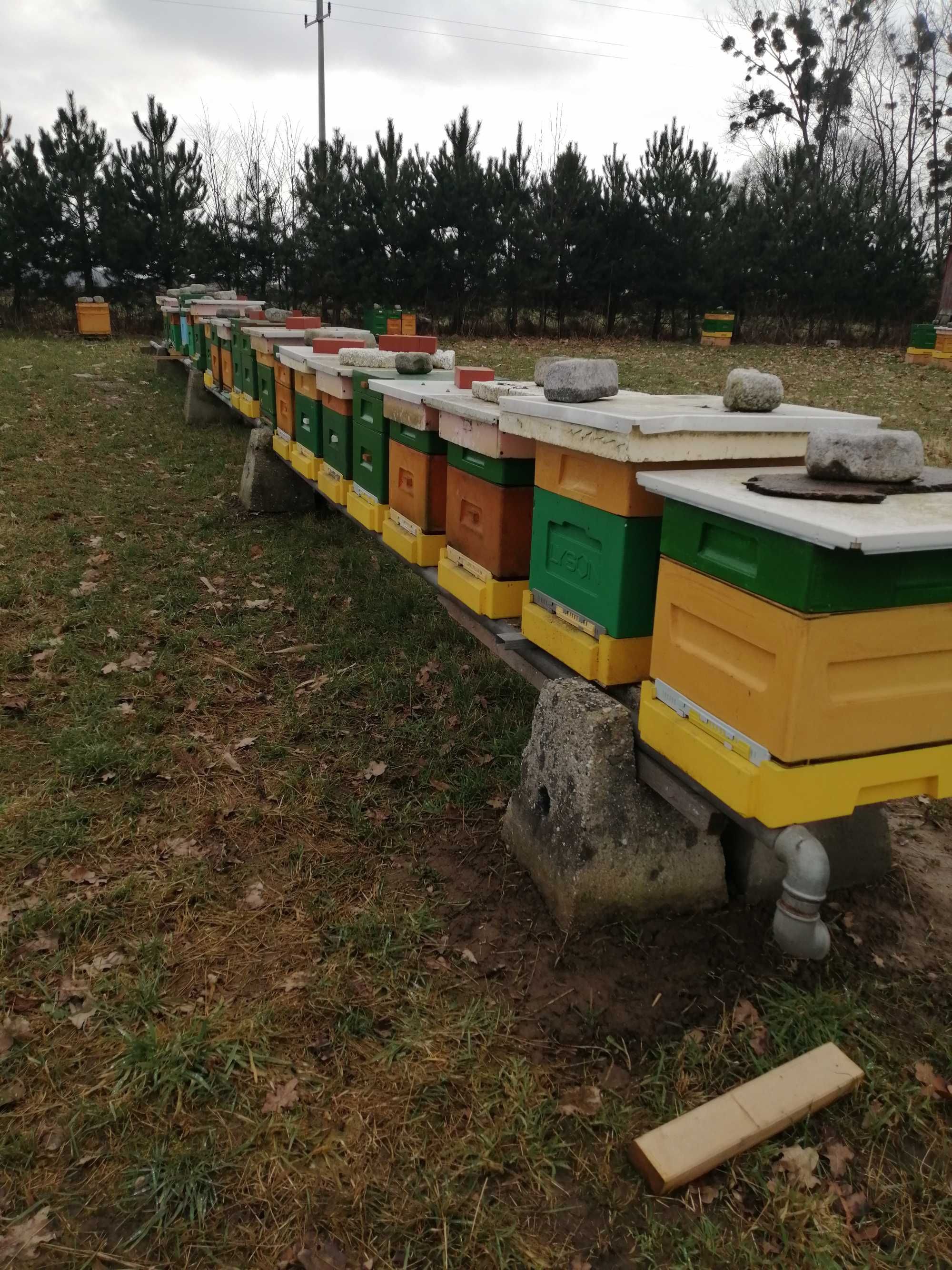 Odkłady pszczele 6-ramkowe wielkopolskie matki Sklenar