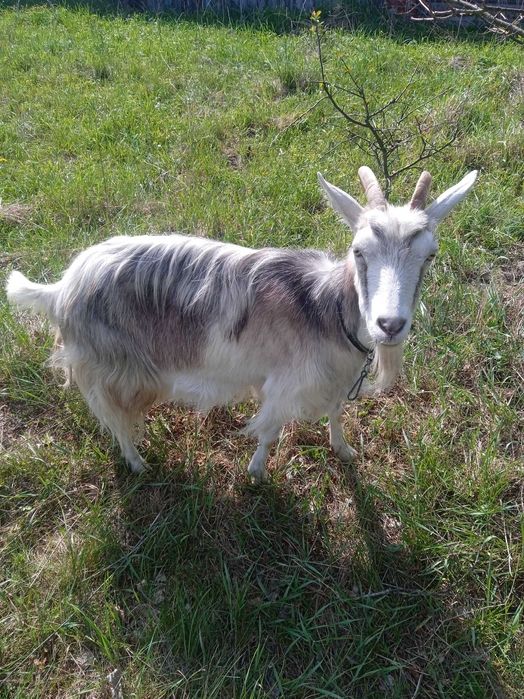 Продам рогатых коз