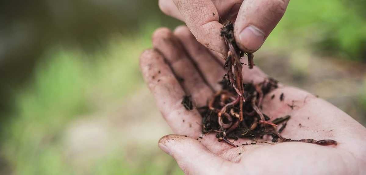 Каліфорнійський черв'як для переробки органіки та зелених відходів