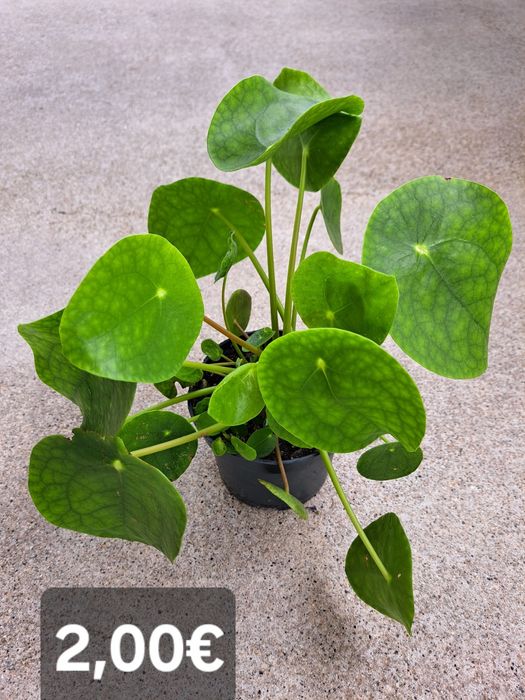 Queima incenso estanho puro 95%