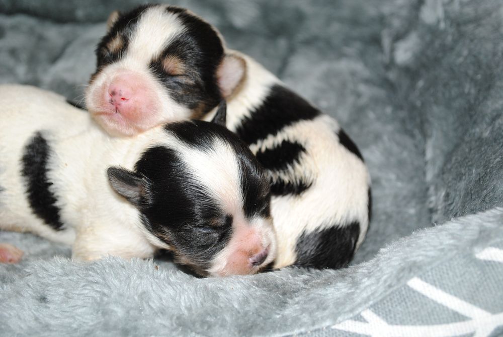 Малята біверята до Нового Року