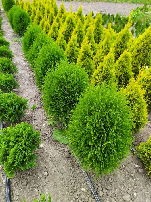 ТУЯ СМАРАГД, Колумна, Ауреа, Даніка,САМШИТ, ЯЛІВЦІ, Листяні кущі, інше