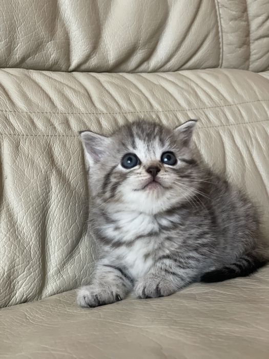 Віскас мраморна котятка супер преміум кошенята