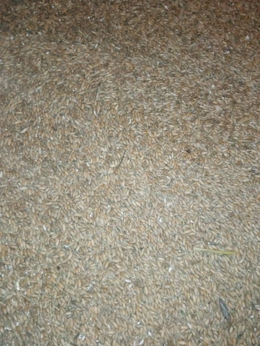 Groch pszenica i pszenżyto