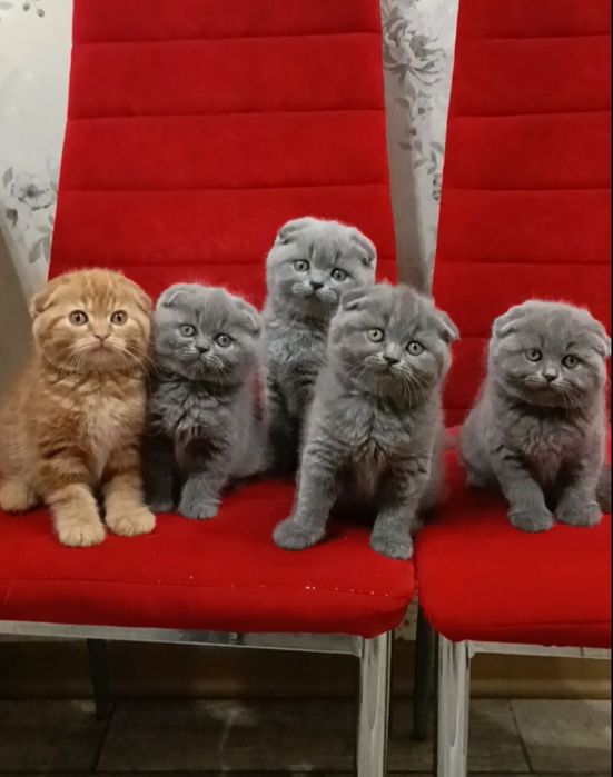 Скоттиш фолд котята
