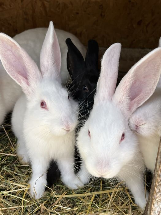 продам мясо молодого кролика