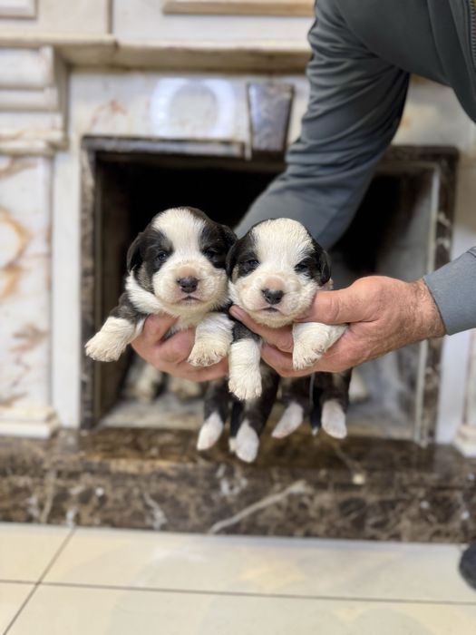 Коргі кардиган триколол найкращого розведення