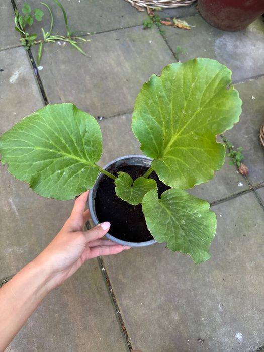 Hosta/ funkie sadzonki