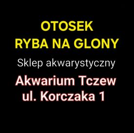 Otosek ryba na glony Akwarium Tczew ul Korczaka 1