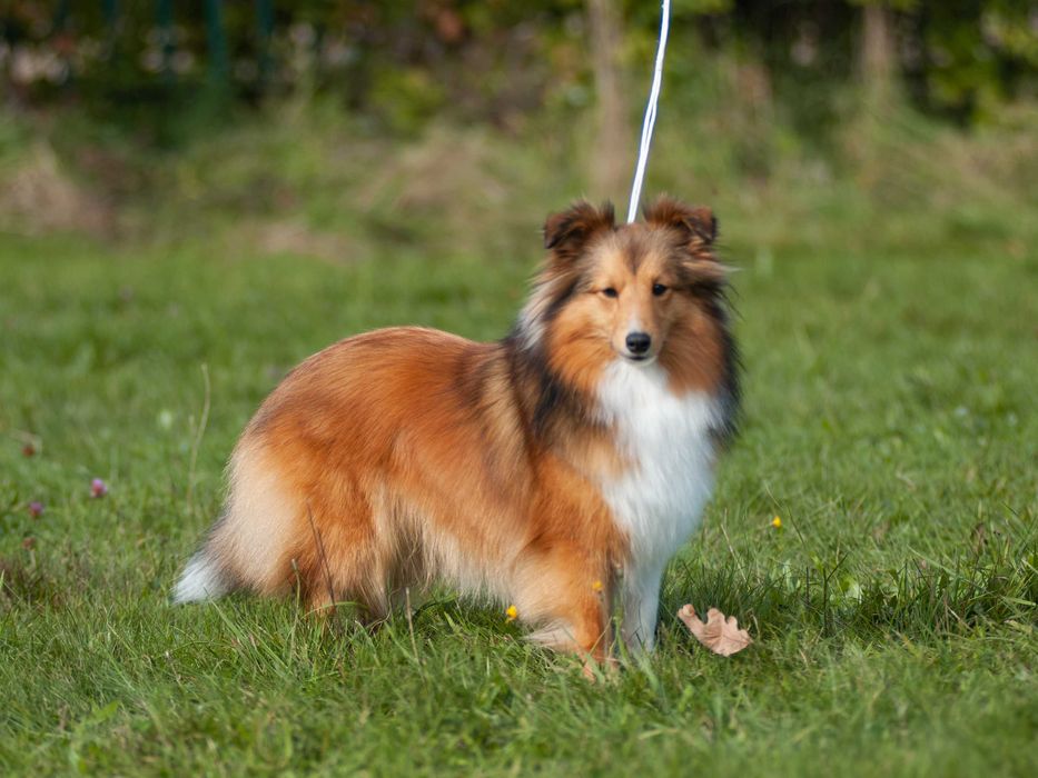 Owczarek szetlandzki, Sheltie, szczeniak, SUCZKA śniada FCI
